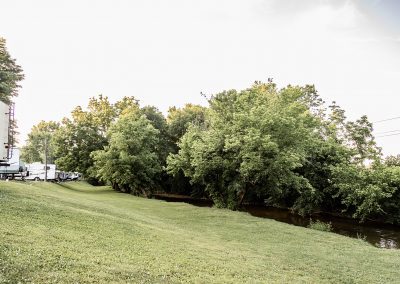 grassy hill and trees