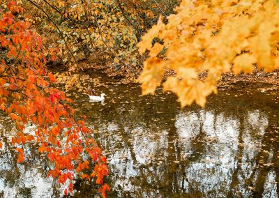 duck swimming in creek surrounded by autumn foliage