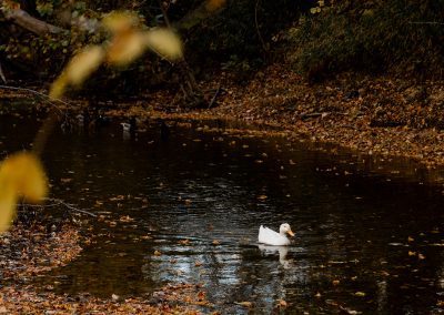 duck swimming in the creek